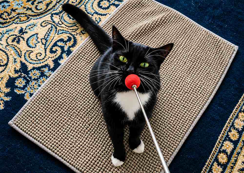 Cat-Stay-Cue