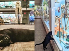 Cat Who Lives in a Bone Museum