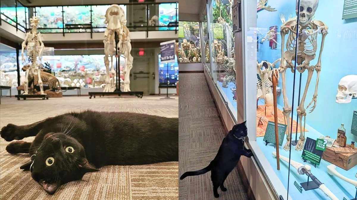 Cat Who Lives in a Bone Museum