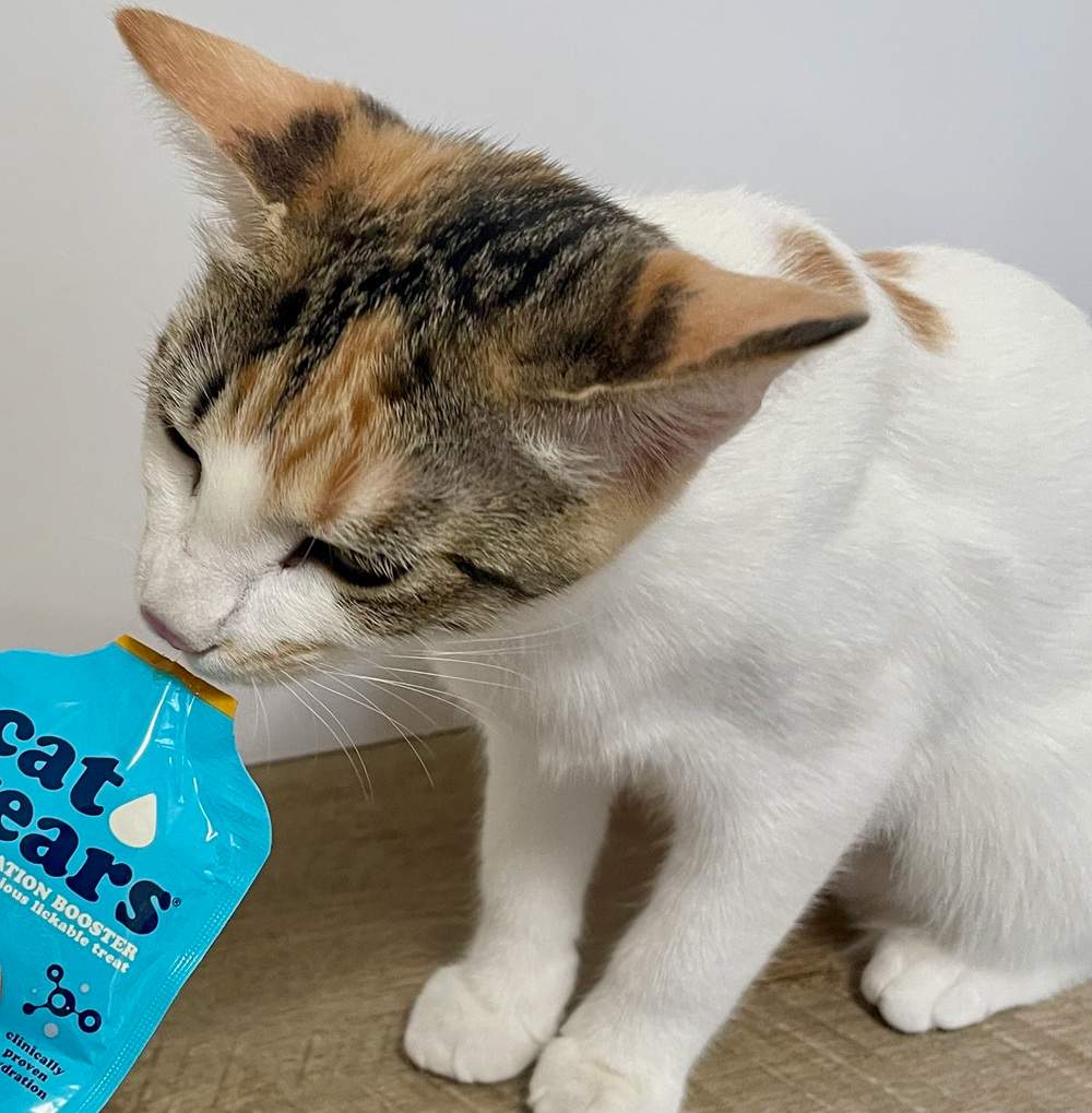 Cat Years Cat food