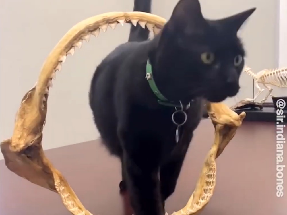 Choosing the perfect office cat