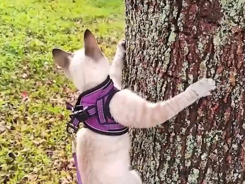 Climbing trees and exploring the world