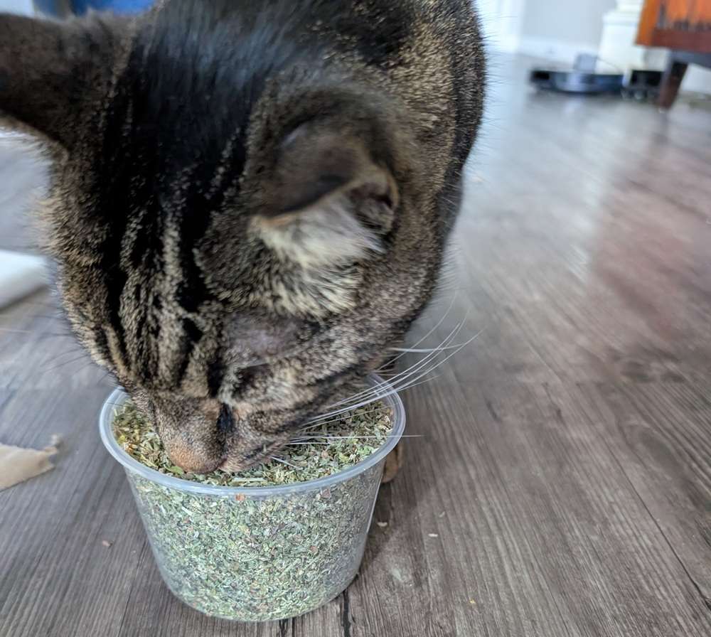 From The Field Ultimate Blend Catnip & Silver Vine Mix