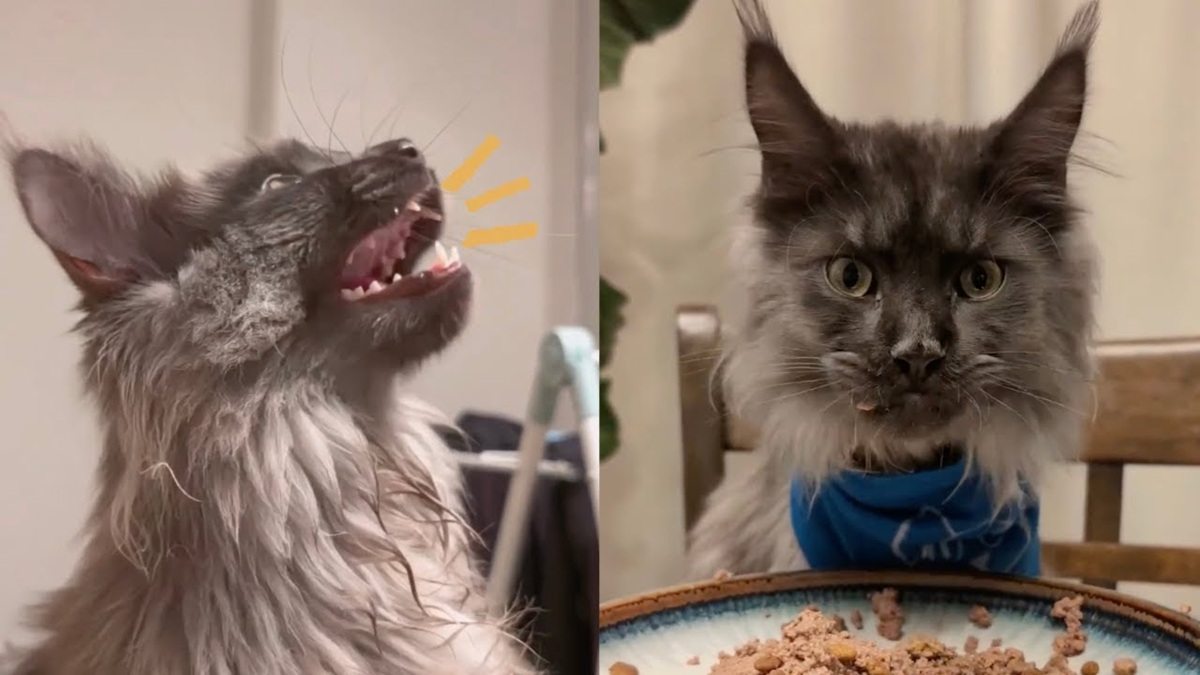 Maine Coon Barks Like A Dog