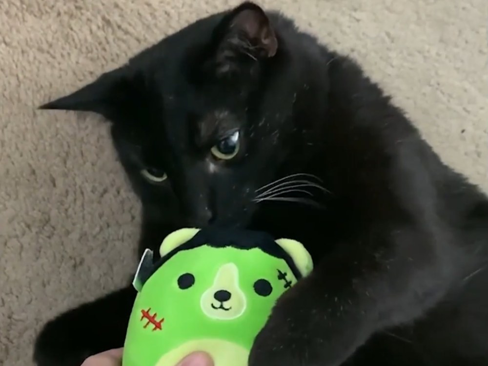 Manny the Halloween Cat