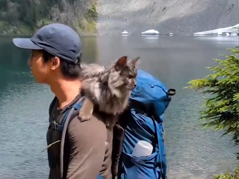 Mugan the adopted