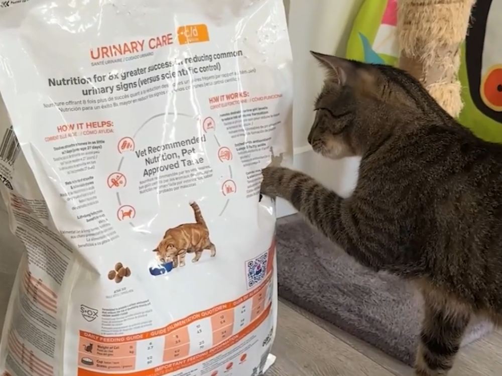 Mysterious weight gain for cat