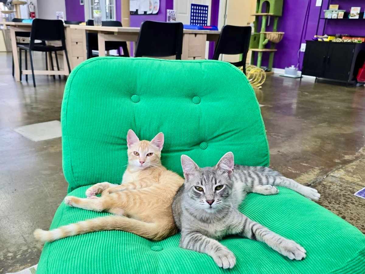 NOLA Cat Lounge 5