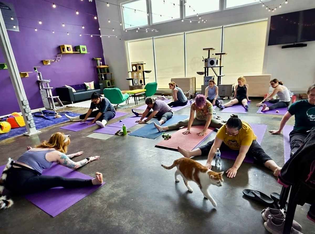 NOLA Cat Lounge yoga