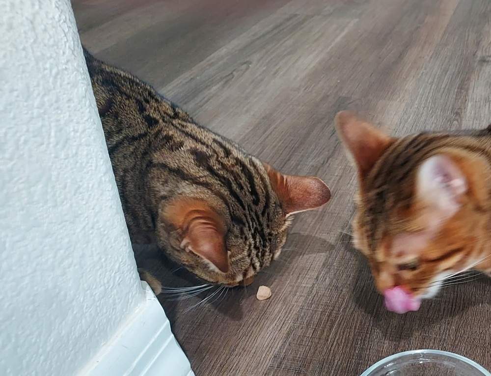 Pawup Freeze-Dried Duck Breast Dog & Cat Treats