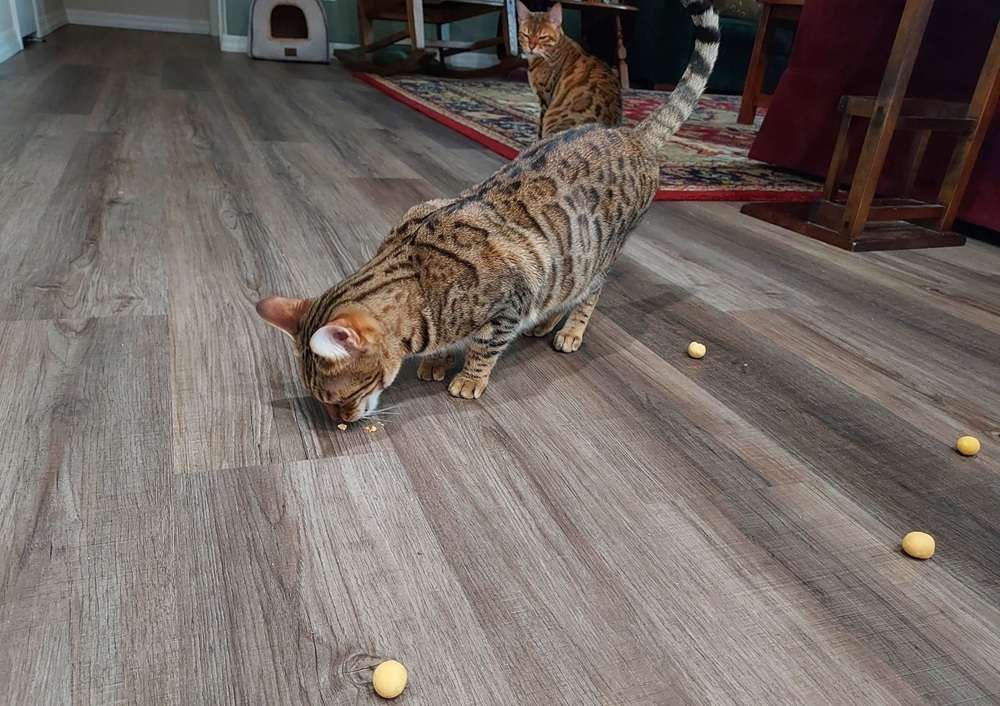 Pawup Freeze-Dried Quail Egg Yolk Dog & Cat Treats