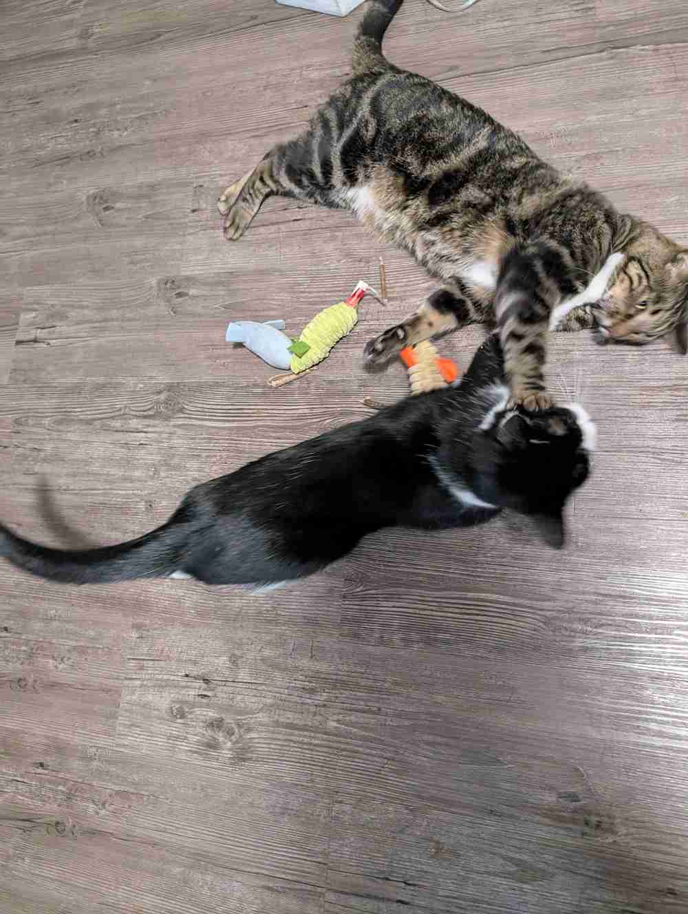 Potaroma Squeak Mice Catnip & Silvervine Toys