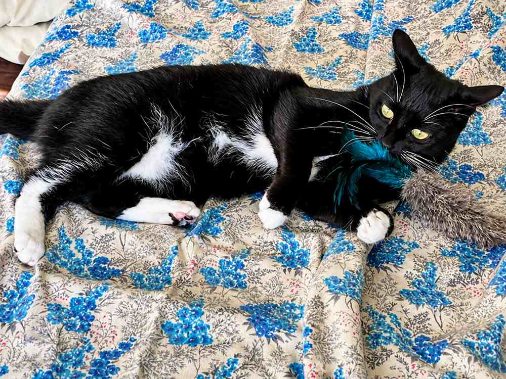 Leid het kauwinstinct om naar speciaal kattenspeelgoed zoals Da Fur Thing_Melina Grin.
