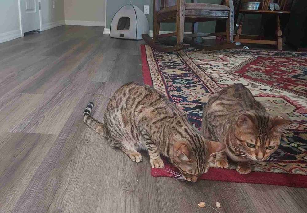 Remy’s Kitchen Just Bison Liver Freeze‑Dried Dog & Cat Treats