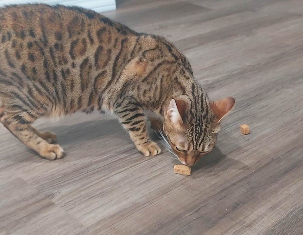 Remy’s Kitchen Lamb Liver, Spleen & Heart Meat Medley Freeze‑Dried Dog & Cat Treats