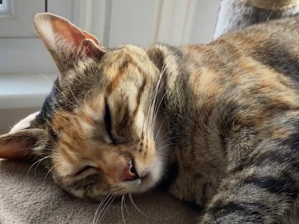 Sick Rescue to Charming Housecat