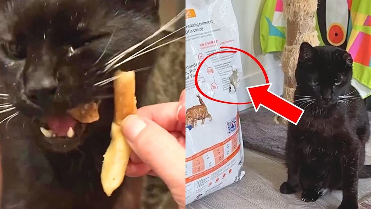 Sneaky Cat