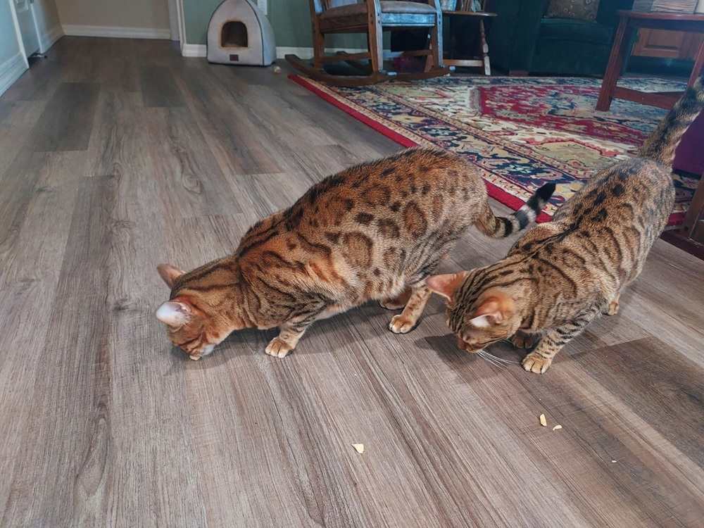 Spoiled Pets Freeze‑Dried Raw Chicken Breast Cat Treats