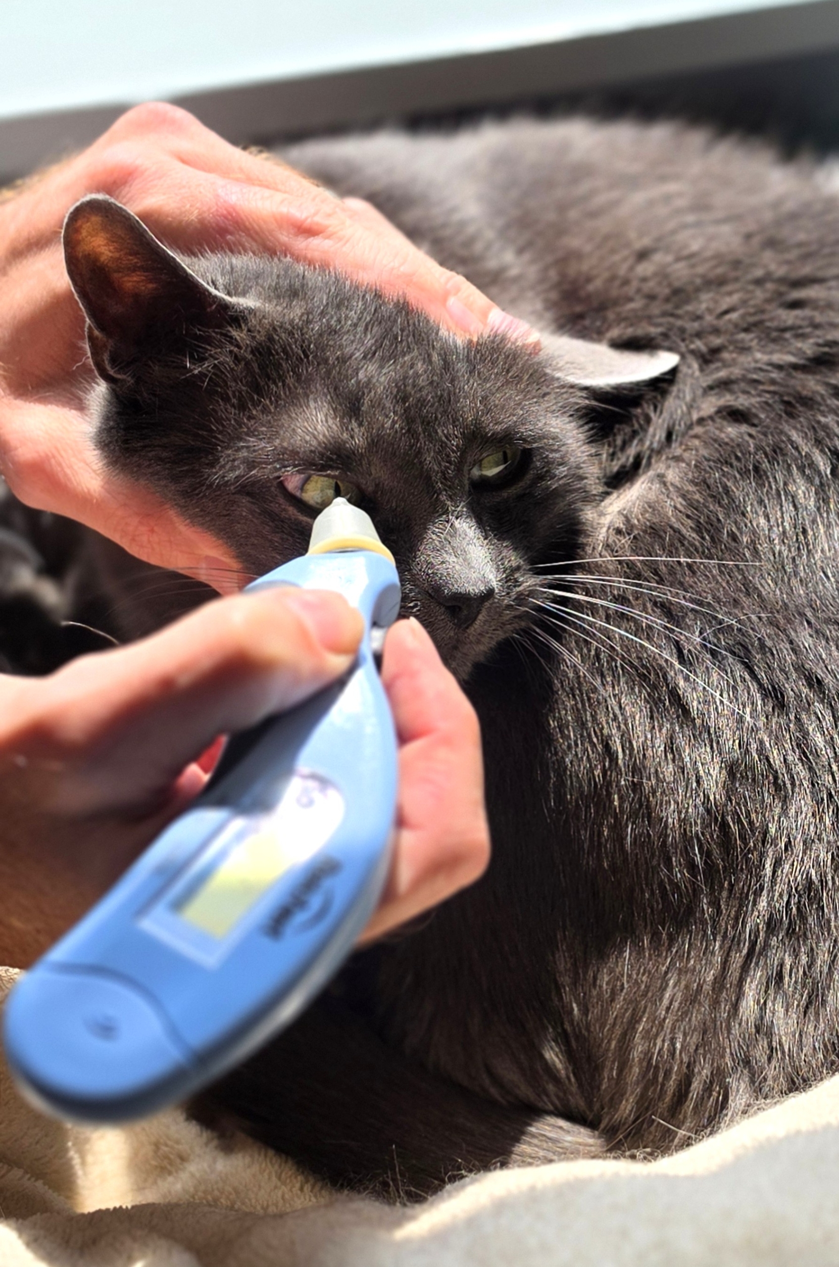 Close up of a grey cat with human hand pressing an eye pressure tool to the eye
