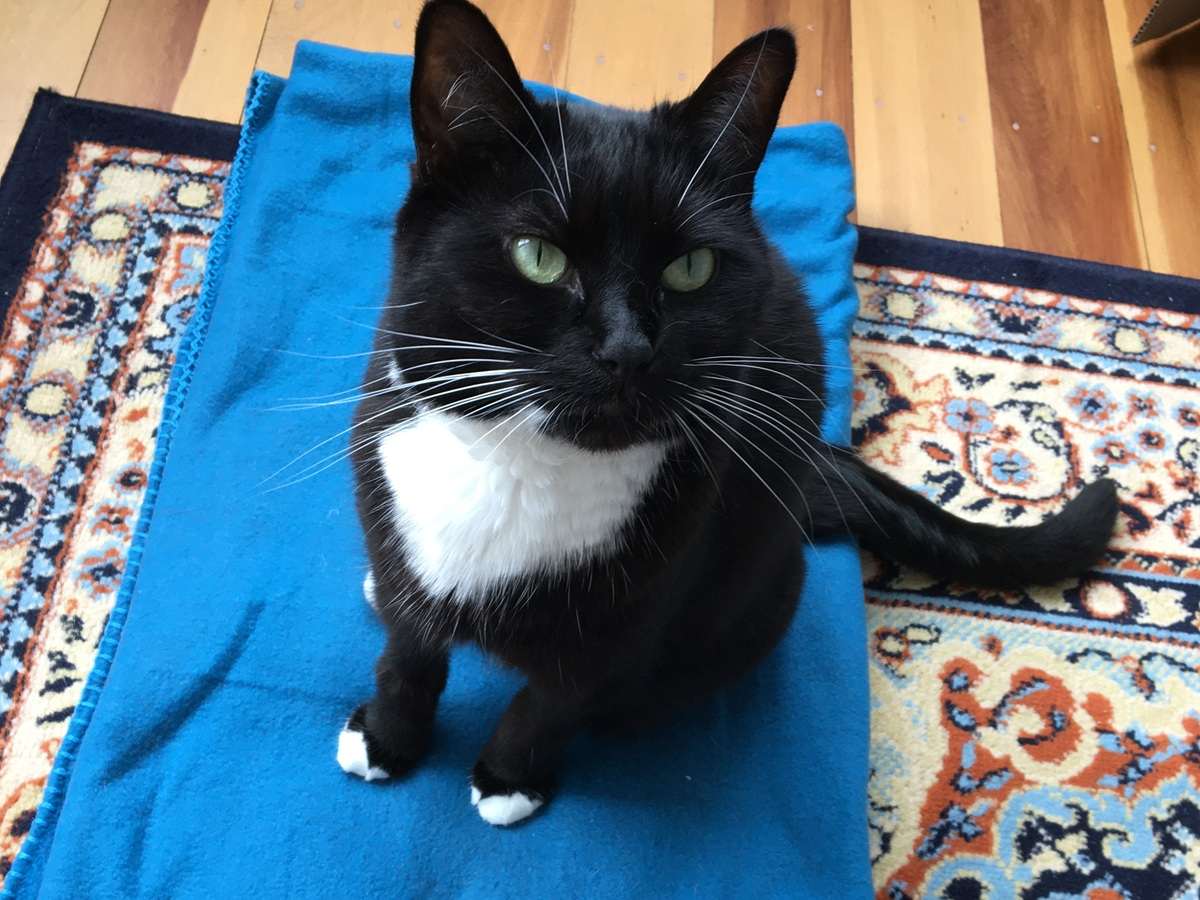 Teach your cat to sit on a mat first, and then practice the stay cue in small steps