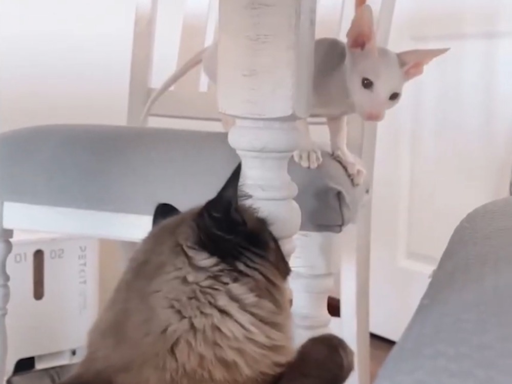 Teddy’s mom had a roommate with a Cornish Rex cat named Kyle