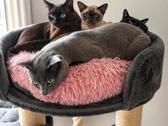 That’s Luna the Burmese in the front, looking innocent after swallowing her mum's underwear