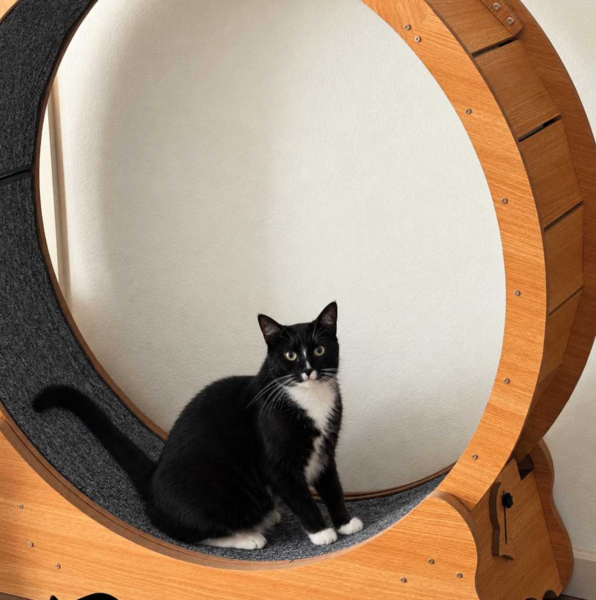 Het POLAHAKU kattenwiel