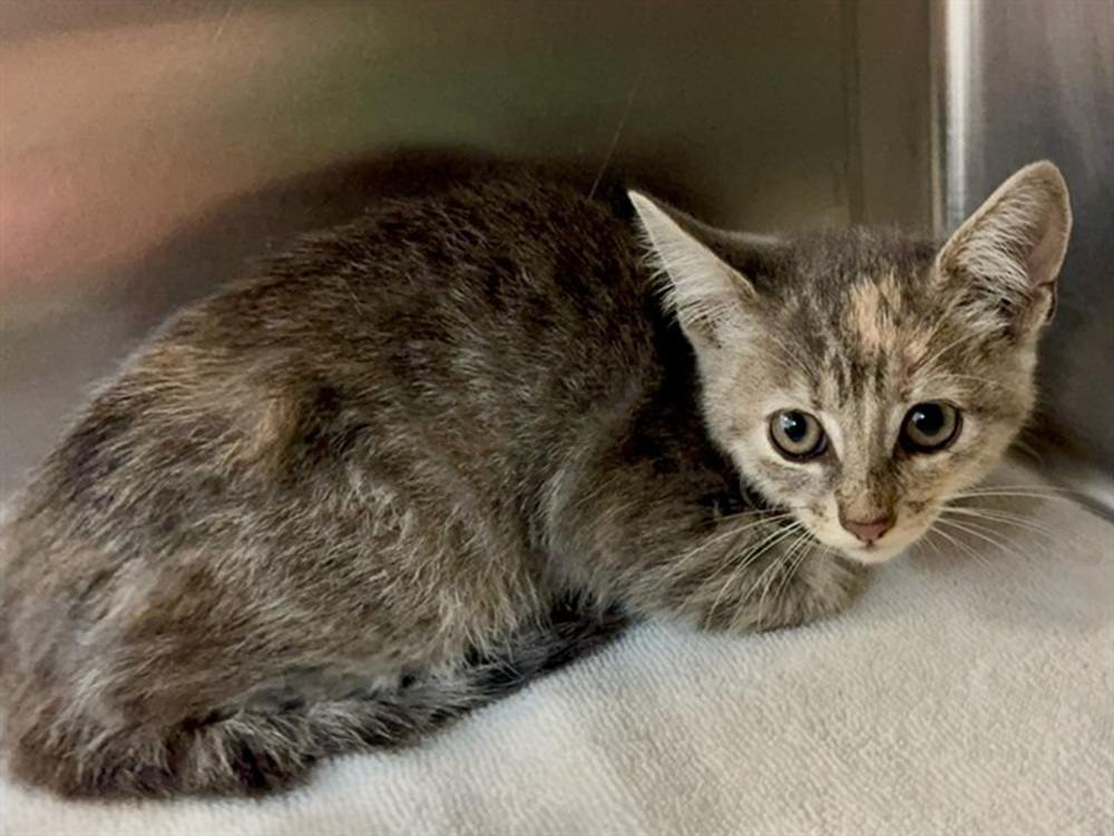 Tow Truck Drivers Save Kitten by Dismantling Car
