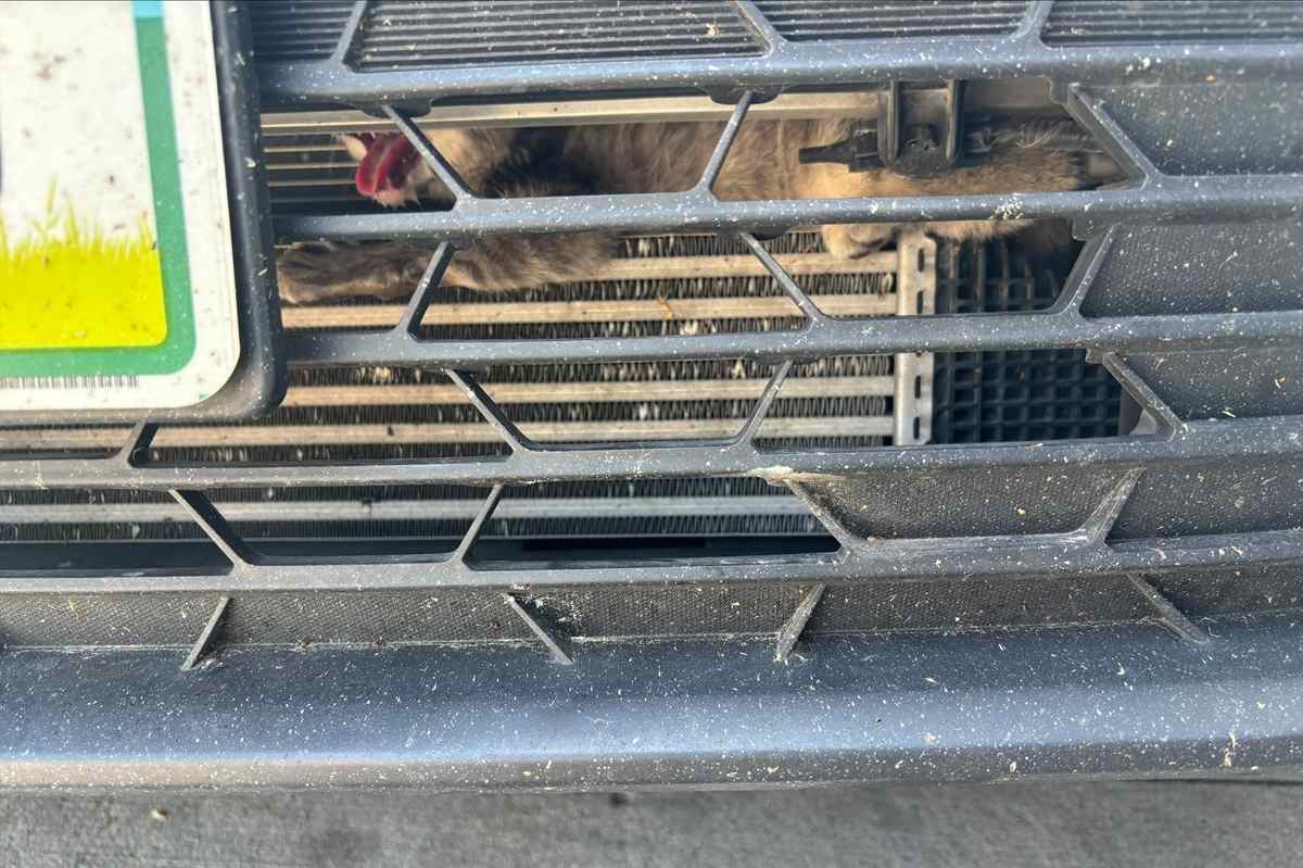 Tow Truck Drivers Save Kitten by Dismantling Car