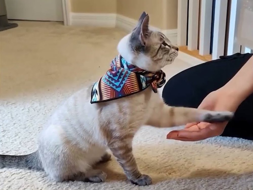 Training an adventure cat