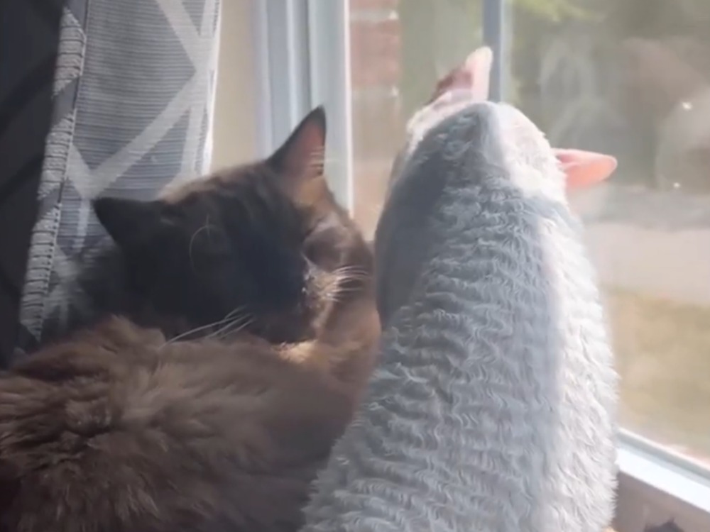 Two Weird Cats