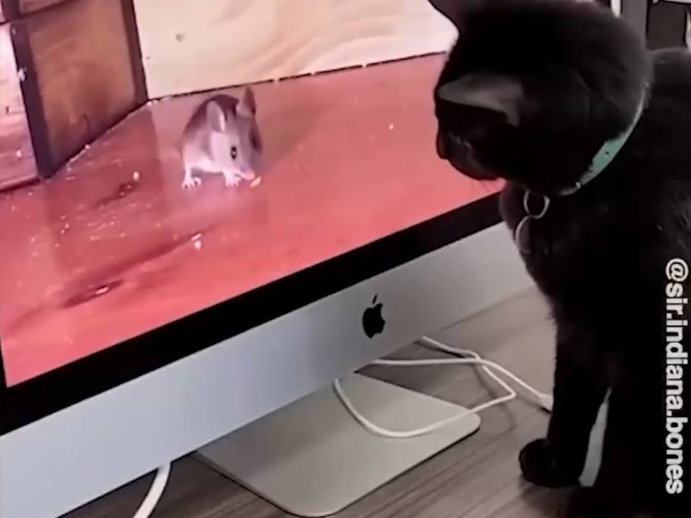 cat Living in a museum