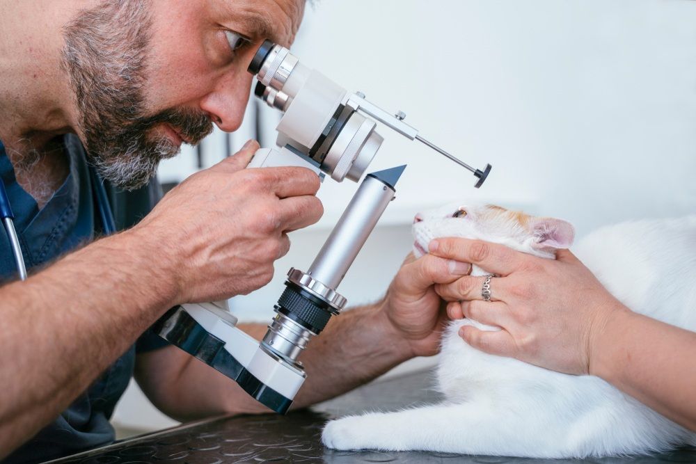 A veterinary ophthalmologist examines a cat’s eye on a table using a large hand-held device with a light.