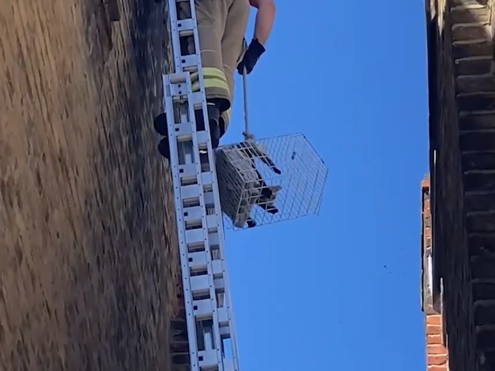 cat on roof