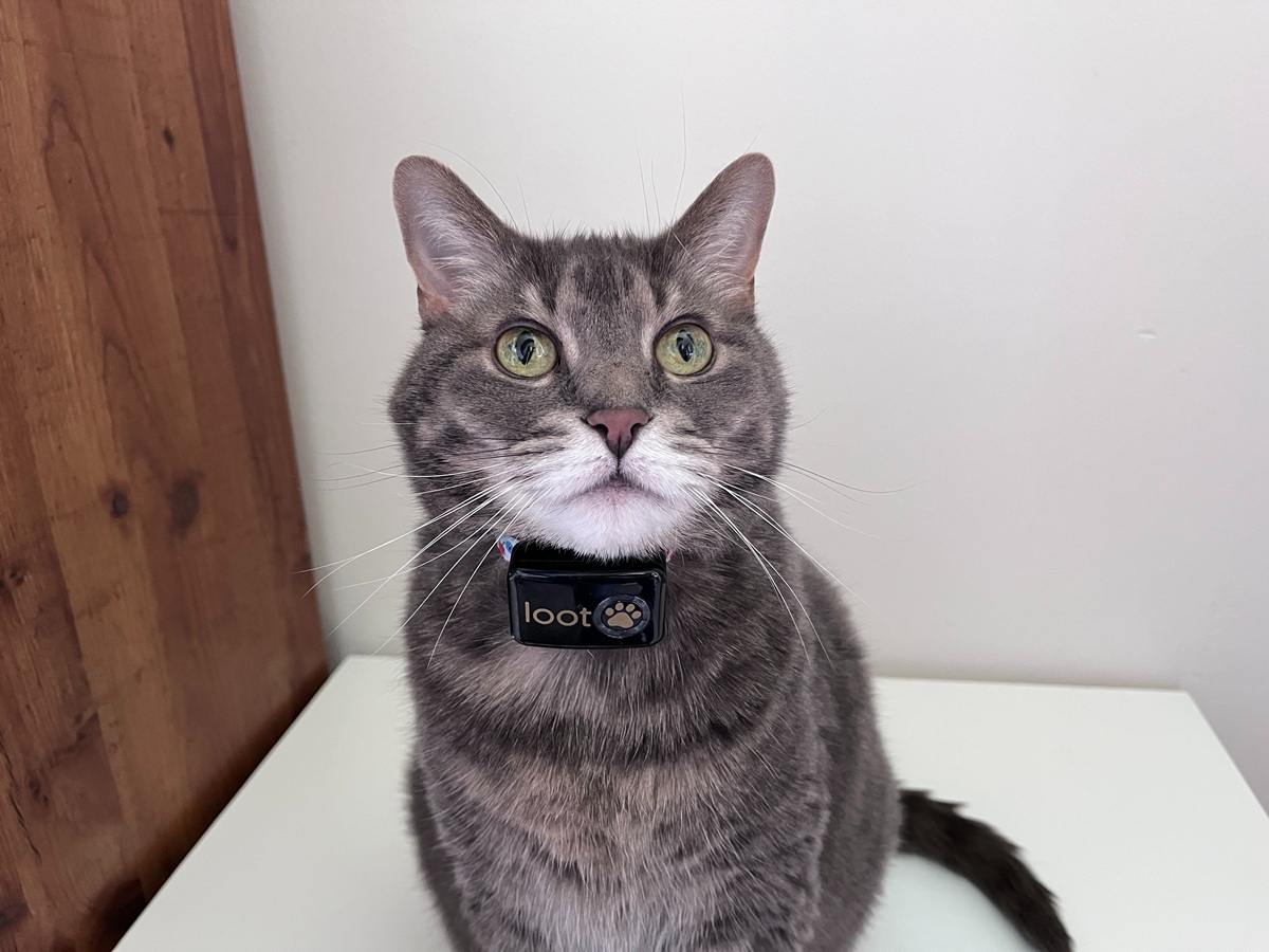 cat with lootpaw tracker