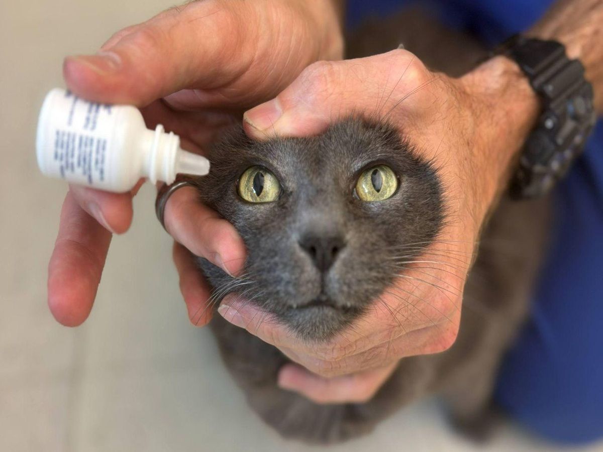 Close up of a cat’s face being held gently by hands from behind with an eye dropper bottle positioned close to the cat’s right eye.