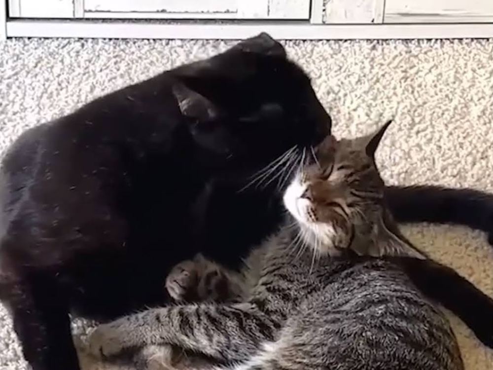 looking for another cat