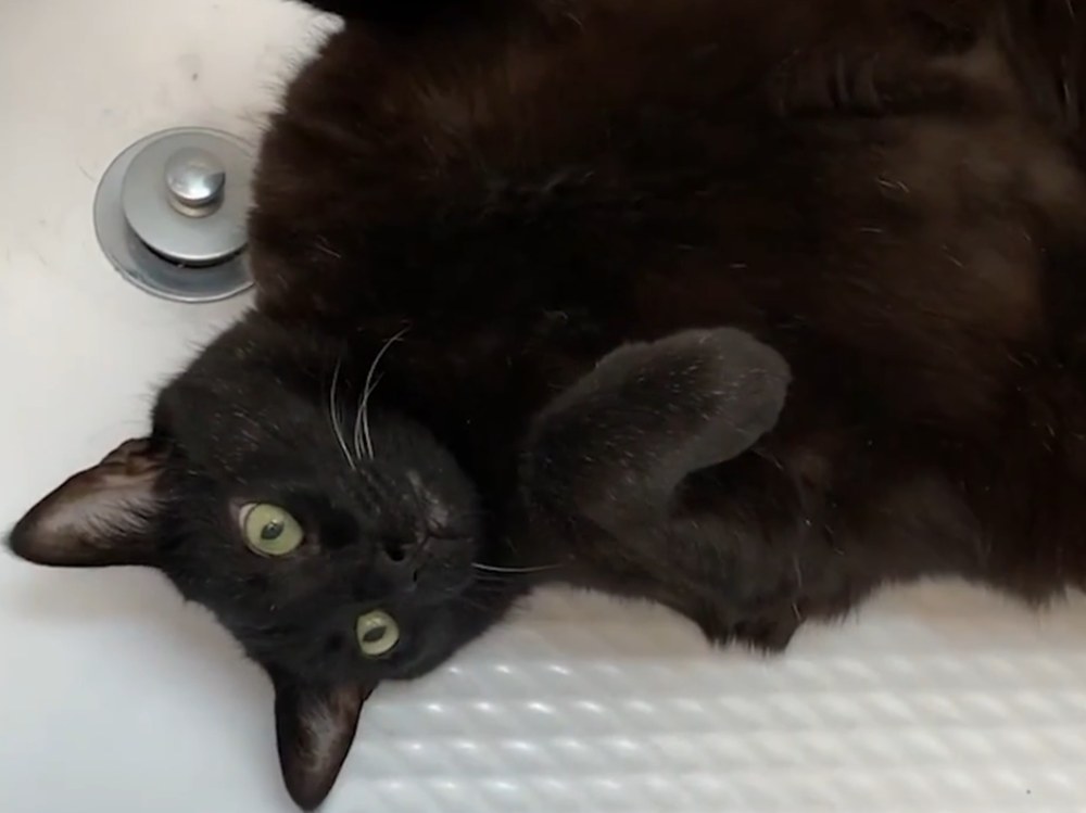 male black cat Manny