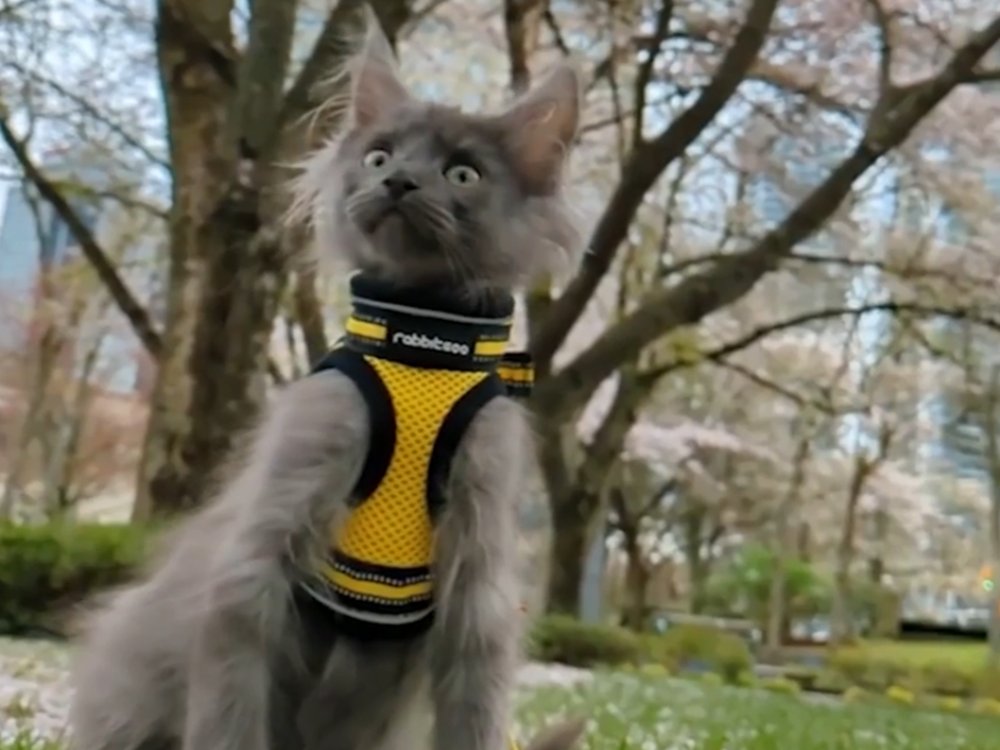 outdoor adventures for cat