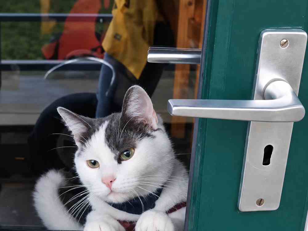 A Smart, Spirited Cat