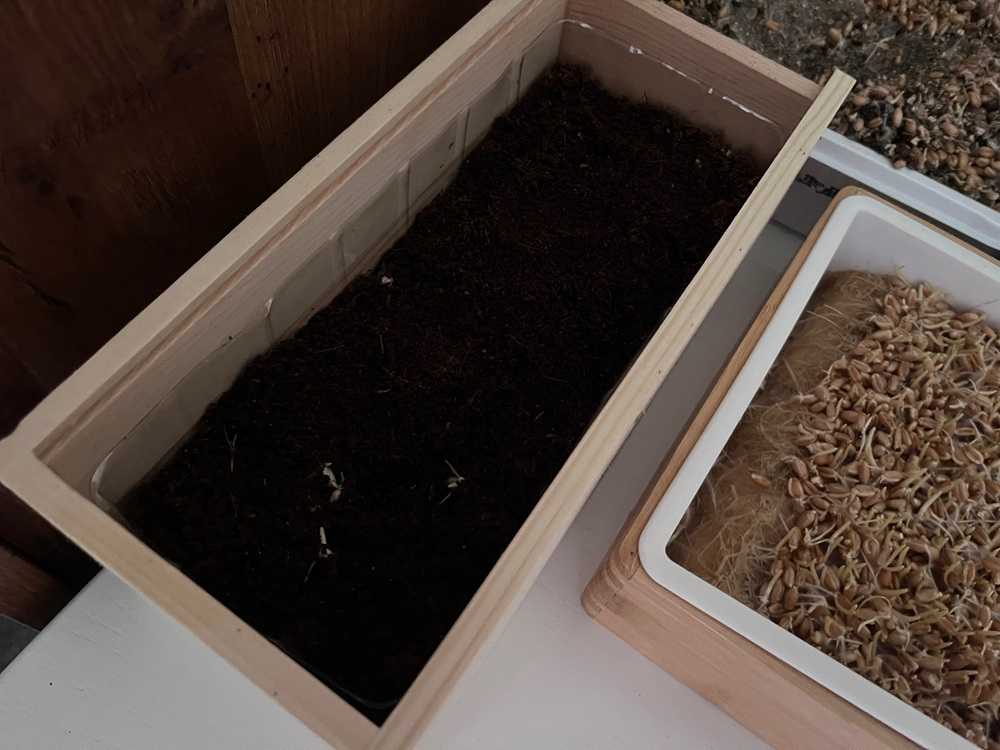AVERGO Cat Grass Kit for Indoor Cats