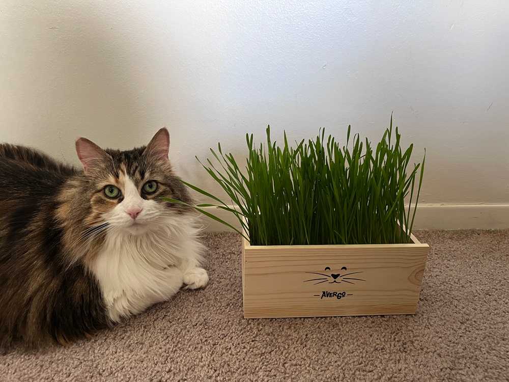 AVERGO Cat Grass Kit for Indoor Cats