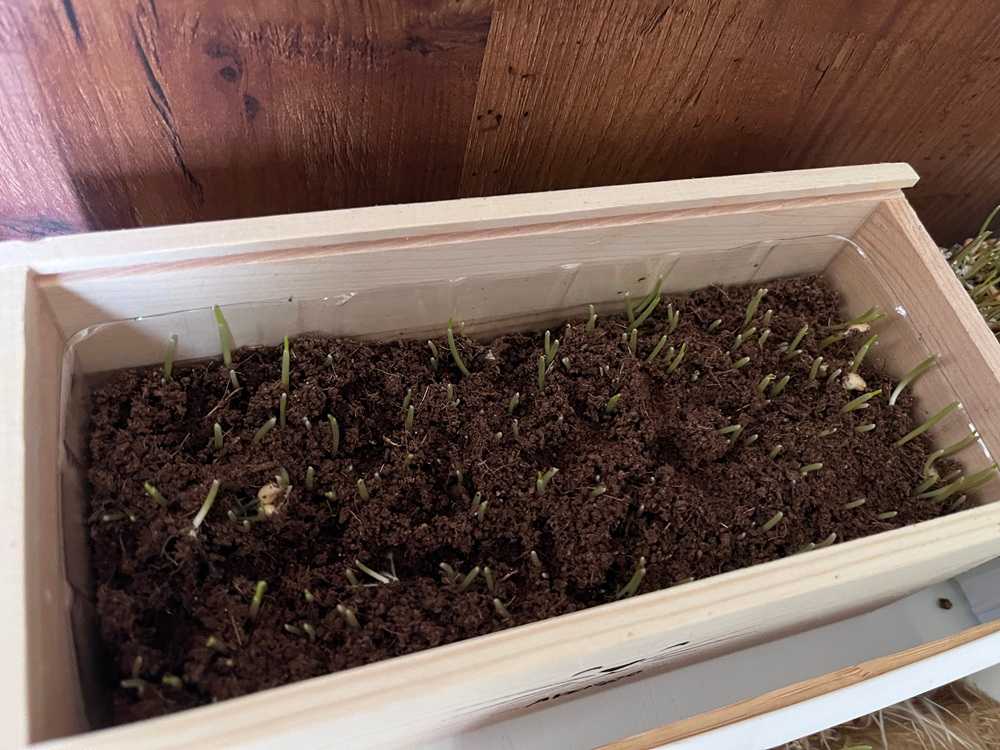 AVERGO Cat Grass Kit for Indoor Cats