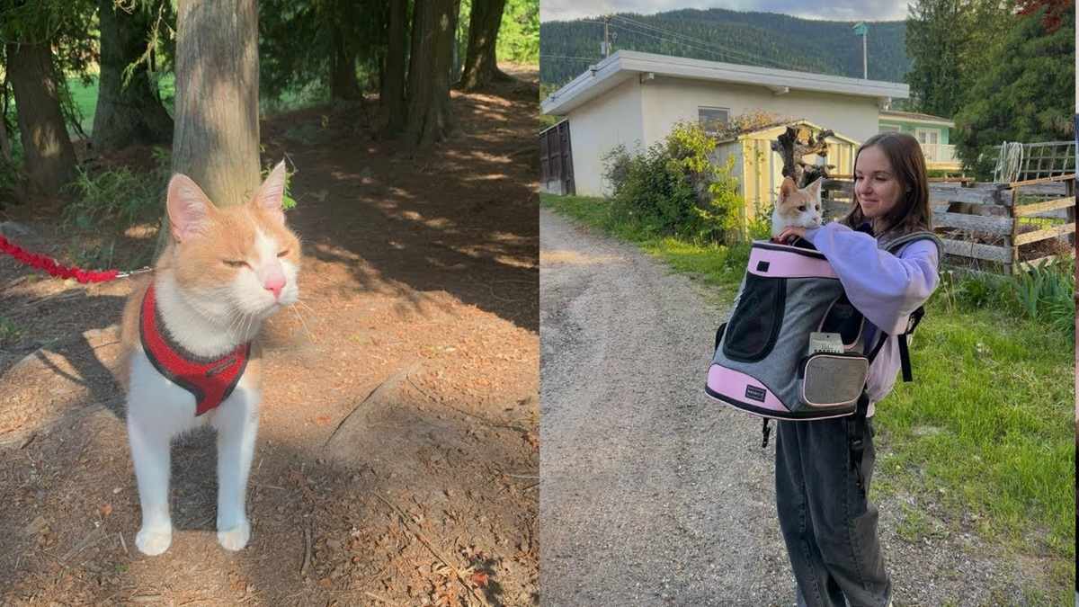Adventure Cat Thinks He's a Dog