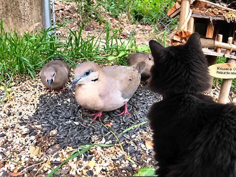 Black Cat Watching Garden Doves