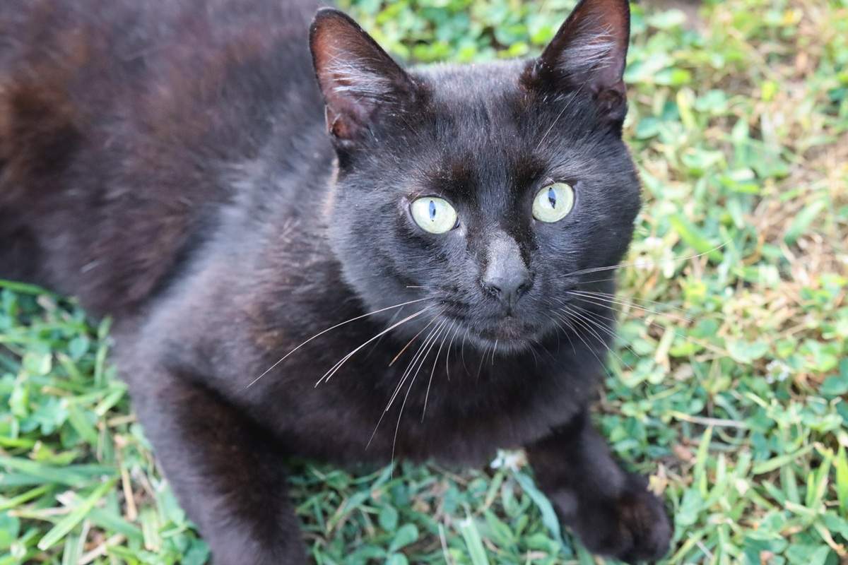 Zwarte kortharige kat die buiten in het gras ligt-1