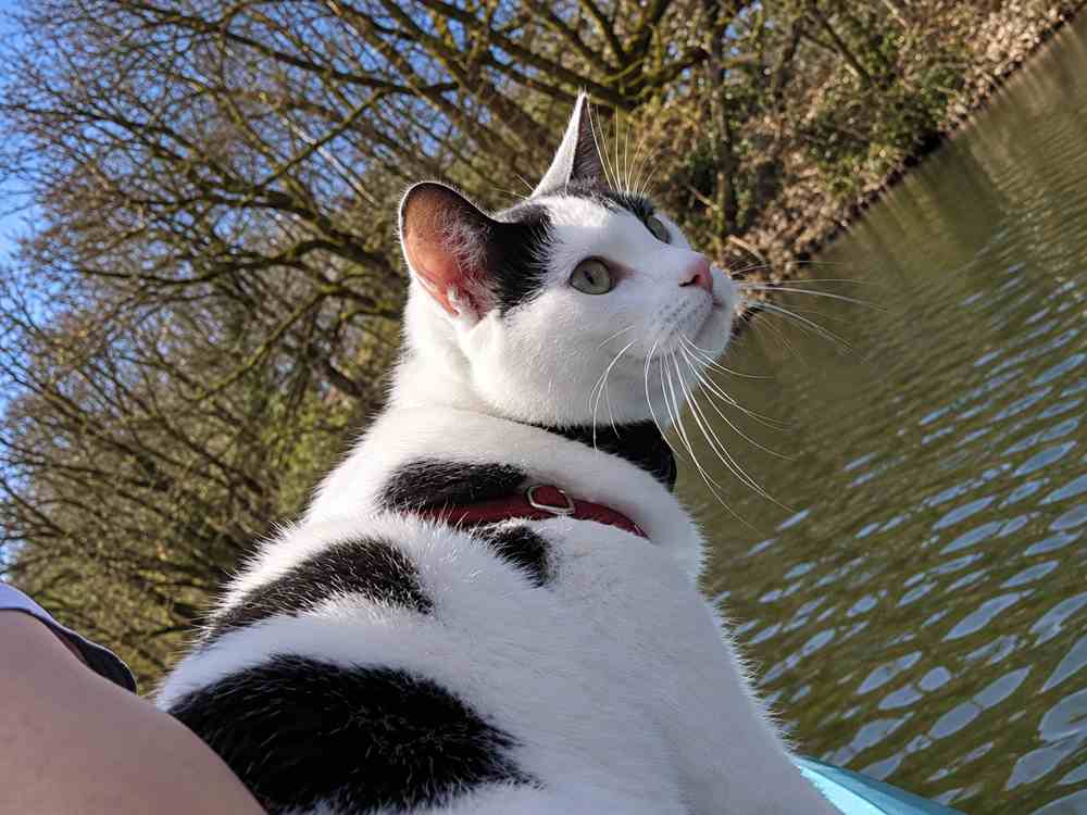 Can You Keep Cats and Prey Animals in the Same Home
