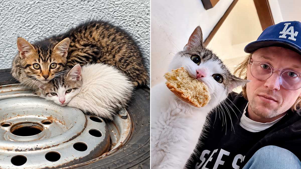 Man Finds Two Kittens in His Tires and Adopts Them! - Cats.com