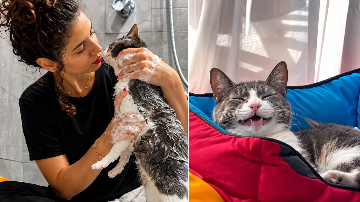 Disabled Cat Was Almost Euthanized