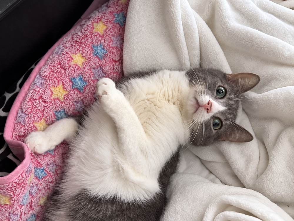Fraiza’s adoption story